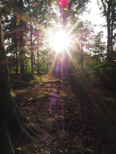 Provinciaal Domein Lippensgoed-Bulskampveld (België)